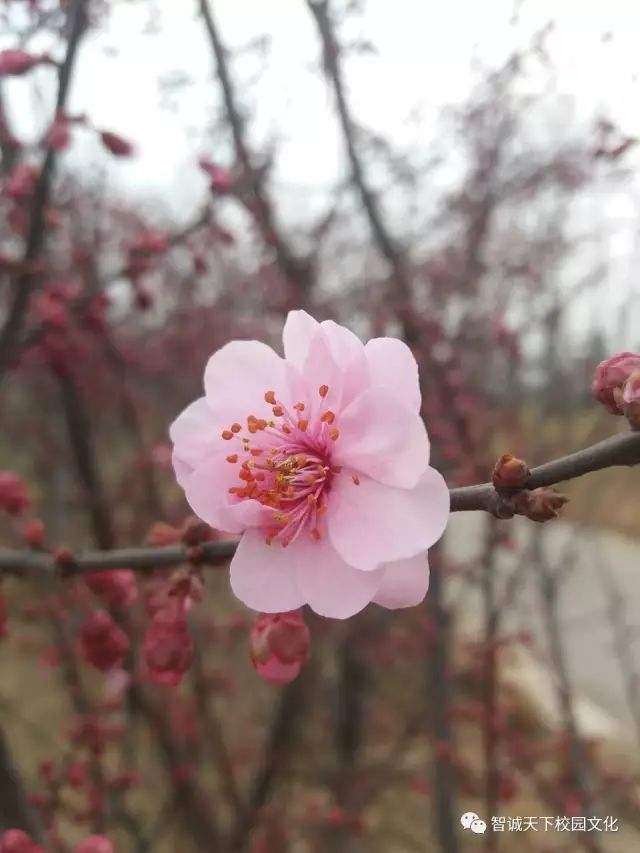 2017，我们昂首阔步向前行